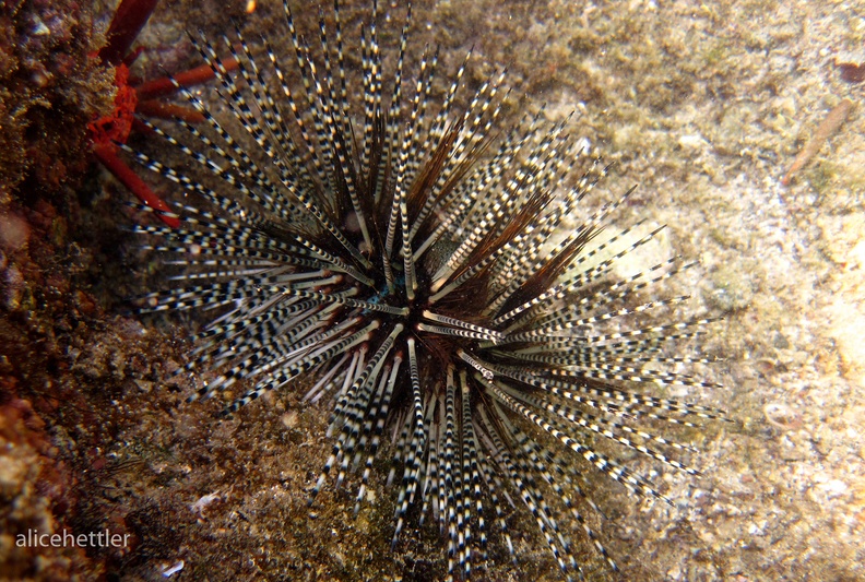 Bleistift Diademseeigel (Echinothrix calamaris)